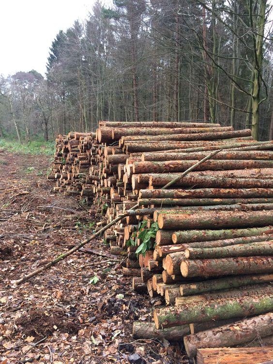 TRANSA-BOIS – Hochwertiges Holz aus nachhaltiger Forstwirtschaft